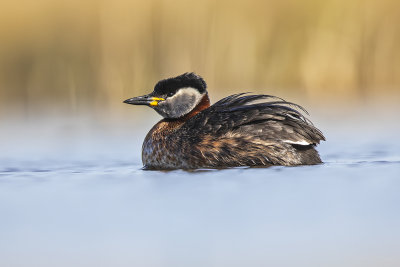 Roodhalsfuut/Red-necked grebe