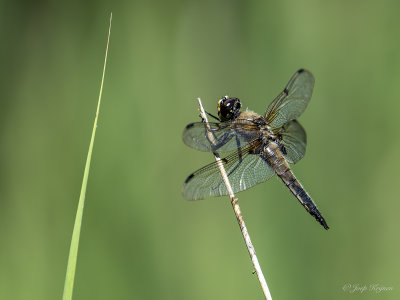 Viervlek/Libellula quadrimaculata ♂