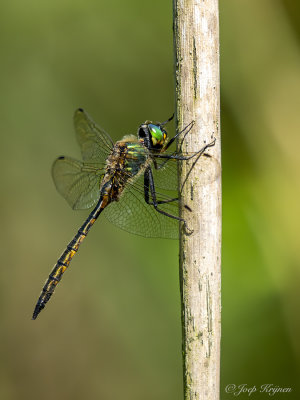 Gevlekte glanslibel/Somatochlora flavomaculata ♂