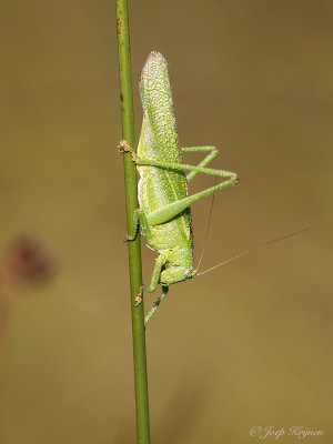 Grote groene sabelsprinkhaan/Tettigonia viridissima