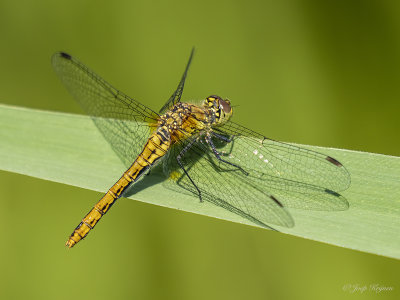 Zwarte heidelibel/Sympetrum danae ♀