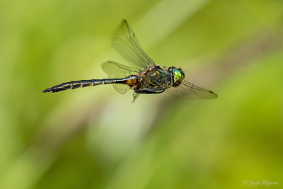 Gevlekte glanslibel/Somatochlora flavomaculata ♂