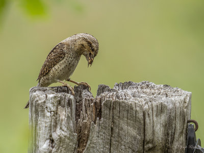 Draaihals/Wryneck