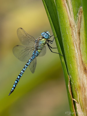Zuidelijke glazenmaker/Aeshna affines ♂