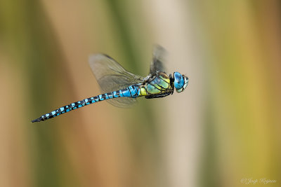 Zuidelijke glazenmaker/Aeshna affines ♂