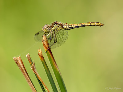 Steenrode heidelibel/Sympetrum vulgatum ♀