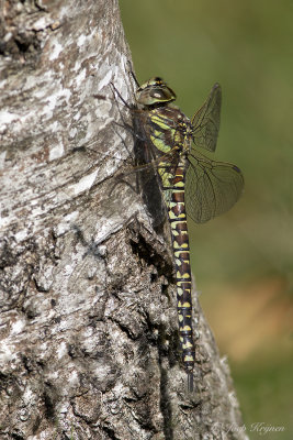 Noordse glazenmaker/Aeshna subartica ♀