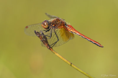 Geelvlekheidelibel/Sympetrum flaveolum ♂