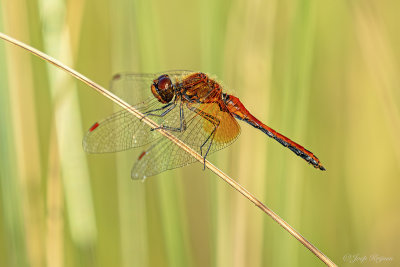 Geelvlekheidelibel/Sympetrum flaveolum ♂