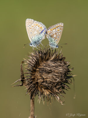 Icarusblauwtje/Polyommatus icarus