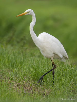 Grote zilverreiger/Great white heron