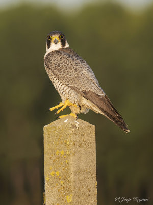 Slechtvalk/Peregrine Falcon