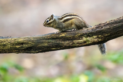 Siberische grondeekhoorn/Tamias sibiricus