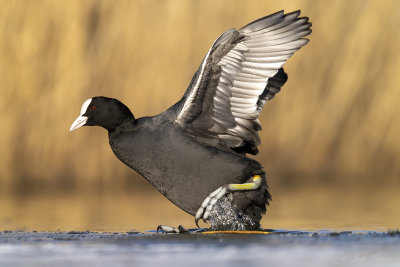 Meerkoet/Eurasian coot