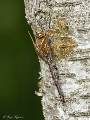 Bruine glazenmaker/Aeshna grandis ♂