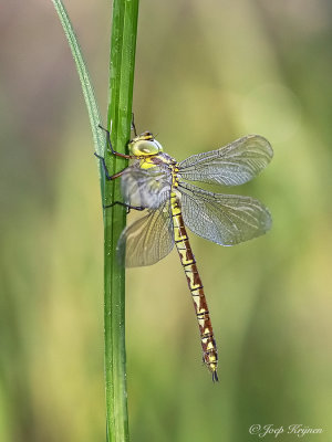 Groene glazenmaker/Aeshna cyanea ♀