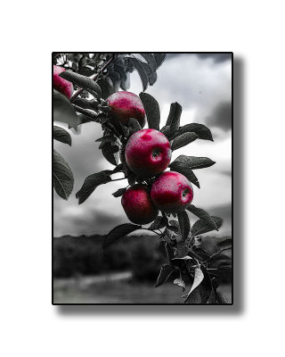 431K9628.psd8x10 black & white.jpg