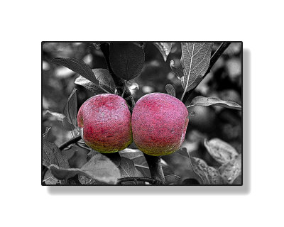 431K9649.jpg 8X10 black & white.jpg