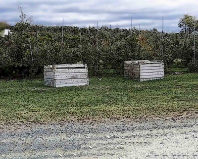 Apple boxes.jpg