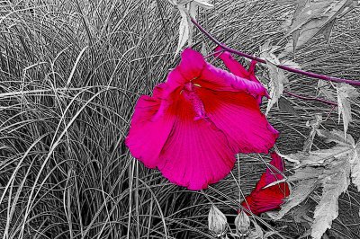 IMG_1492 red flower2.jpg