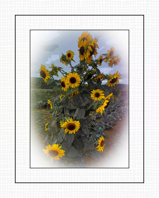 Sun flower 8x10.jpg