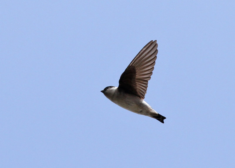 Asian House Martin (Delichon dasypus nigimentale) - orienthussvala