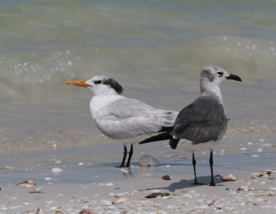 Royal Tern (Thalasseus maxima) - kungstrna and Laughing Gull (Larus atricilla) - sotvingad ms