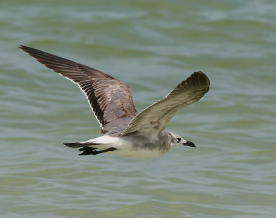 Laughing Gull (Larus atricilla) - sotvingad ms