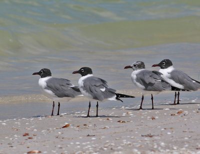 Laughing Gull (Larus atricilla) - sotvingad ms