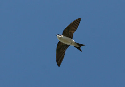 Common House Martin (Delichon u. urbicum) - hussvala