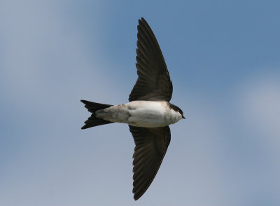 Common House Martin (Delichon u. urbicum) - hussvala