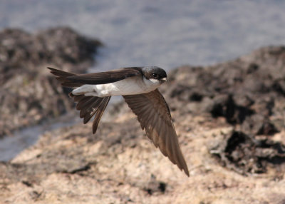 Common House Martin (Delichon u. urbicum) - hussvala