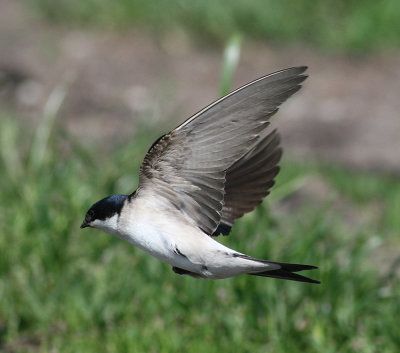 Common House Martin (Delichon u. urbicum) - hussvala