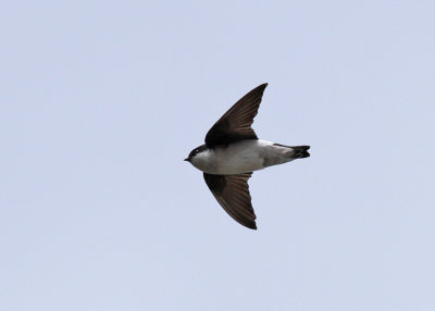 Asian House Martin (Delichon dasypus nigimentale) - orienthussvala