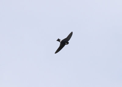 Asian House Martin (Delichon dasypus nigimentale) - orienthussvala