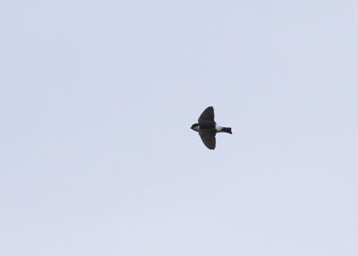 Asian House Martin (Delichon dasypus nigimentale) - orienthussvala