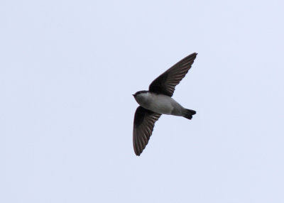 Asian House Martin (Delichon dasypus nigimentale) - orienthussvala