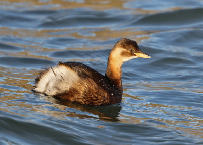 Little Grebe (Thachybaptus ruficollis capensis) - smdopping