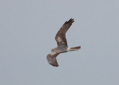 Montagu's Harrier (Circus pygargus) - ngshk