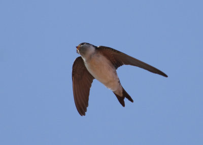 Common House Martin (Delichon u. urbicum) - hussvala