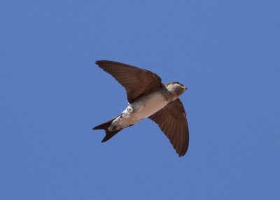 Common House Martin (Delichon u. urbicum) - hussvala