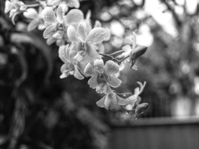 IMG_9363.JPG