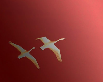 PAW8 - Tundra Swans Revisited