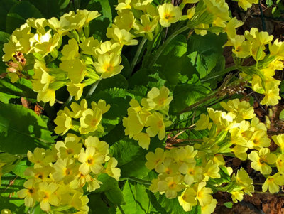 PAW14 - Primula Yellows