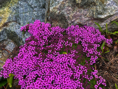 PAW15 - Wooly Thyme