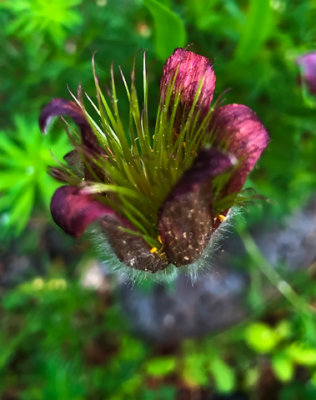 PAW16 - Pulsatilla Shadows