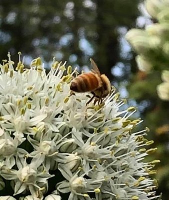 PAW25 - Bee on Allium