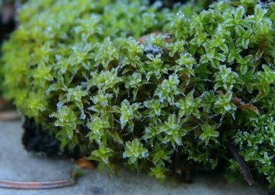 PAW34 - Moss Frost
