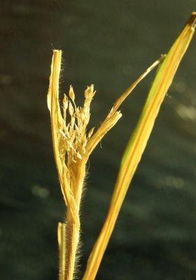 PAW38 - Solitary Corn