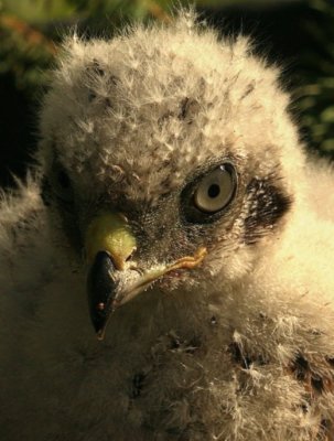 PAW42 - Goshawk Chick